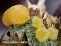 Dacrymyces stillatus-amf749-2